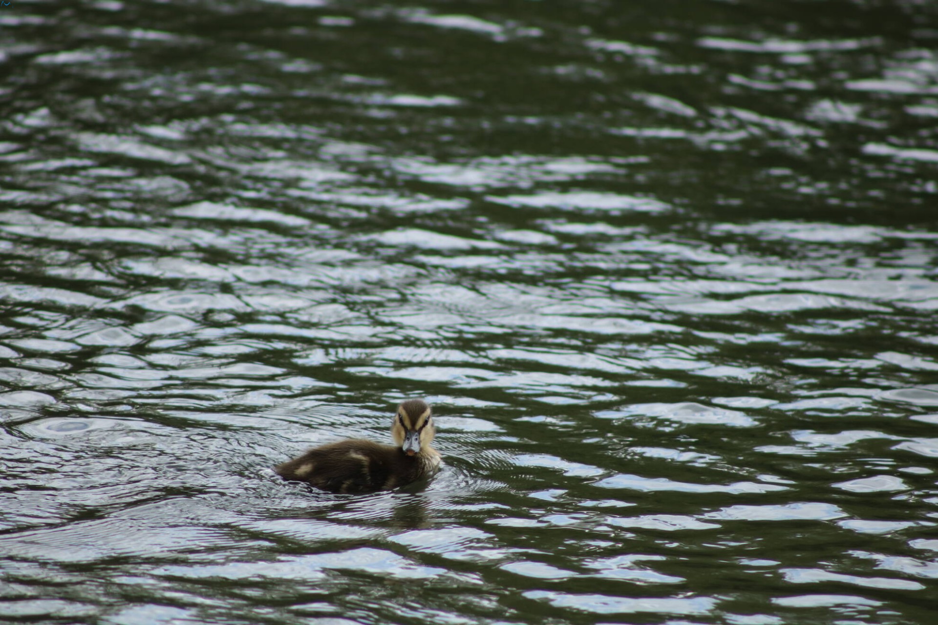 Patos en Fuentes Blancas