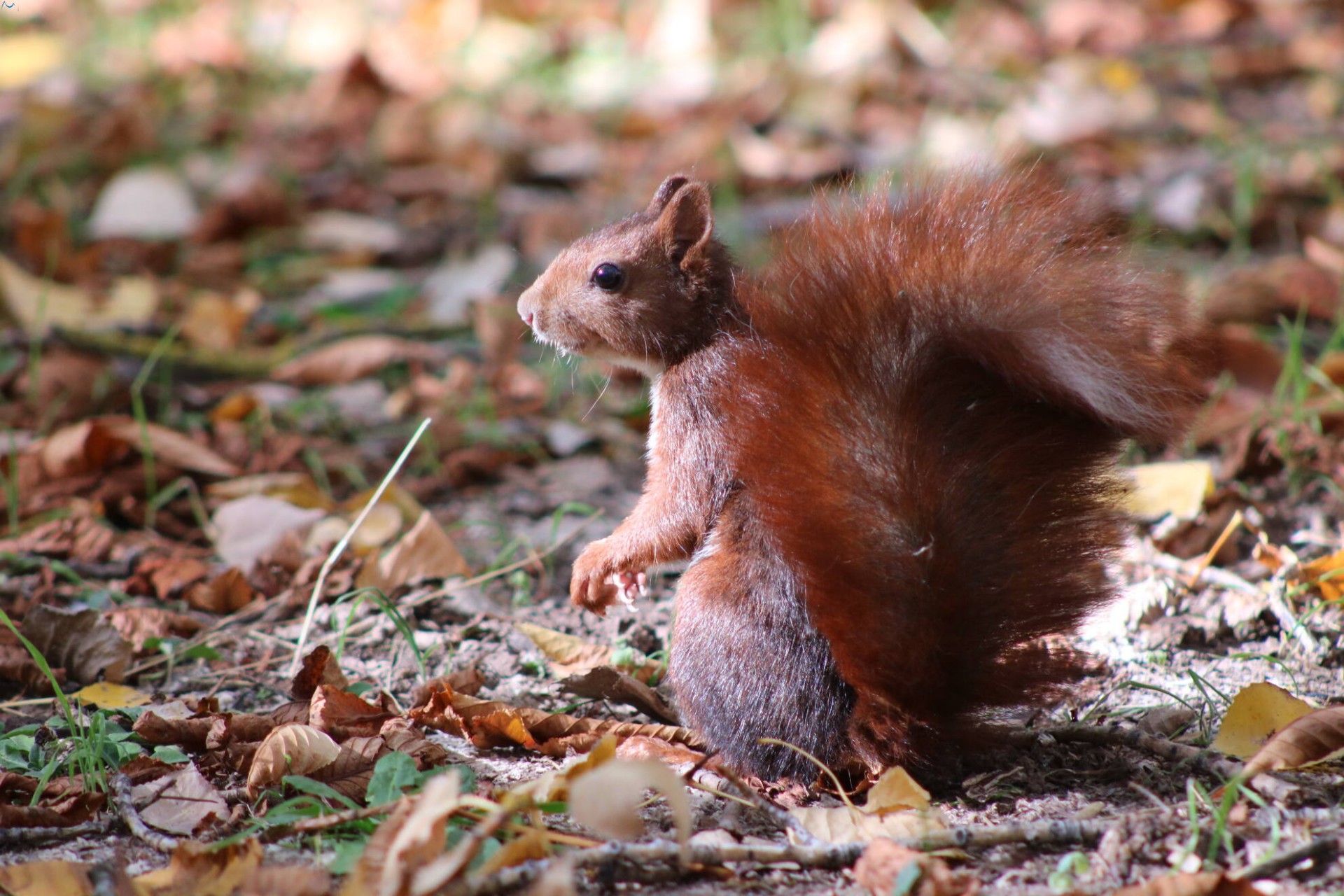 Paseo por fuentes blancas