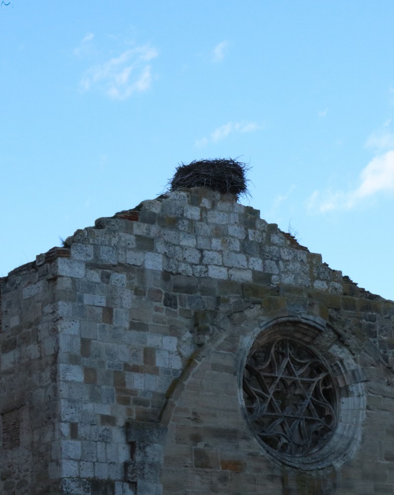 Un nido en edificio abandonado