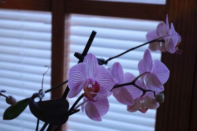 Miniplanta creciendo