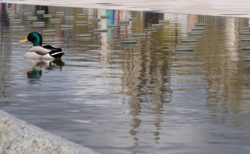 El pato y el reflejo de la Catedral