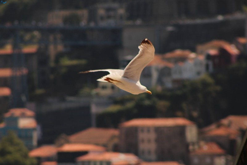 Vuelo sobre el Duero