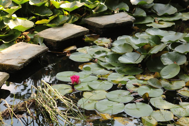 Estanque del parque botánico de Porto