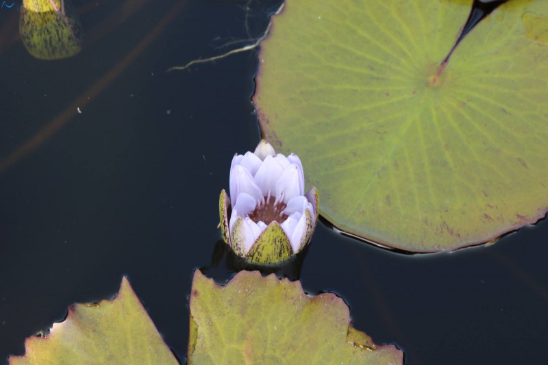Flor del parque botánico de Porto
