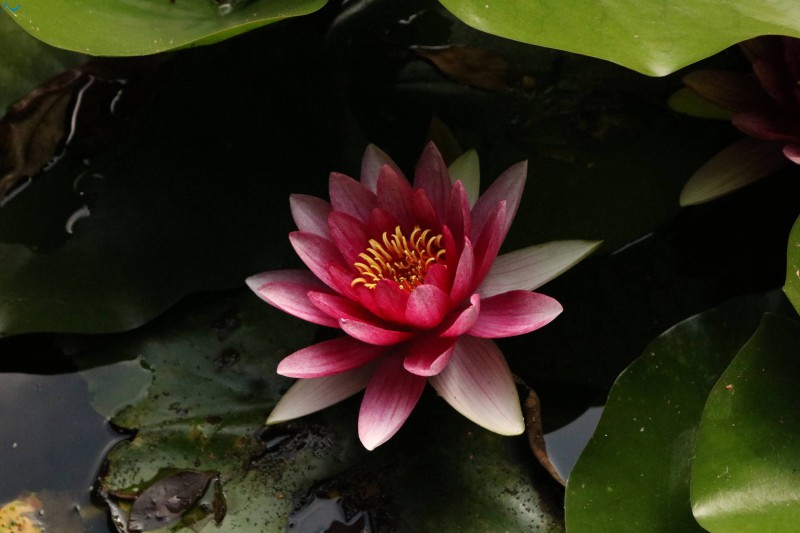 Nenufar en el parque botánico de Oporto