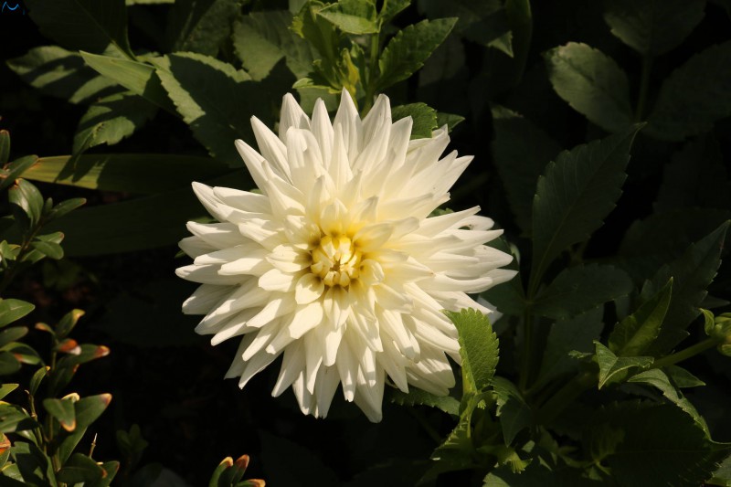 Flor del parque botánico de Porto