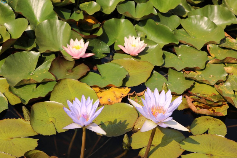 Nenufar del parque botánico de Oporto
