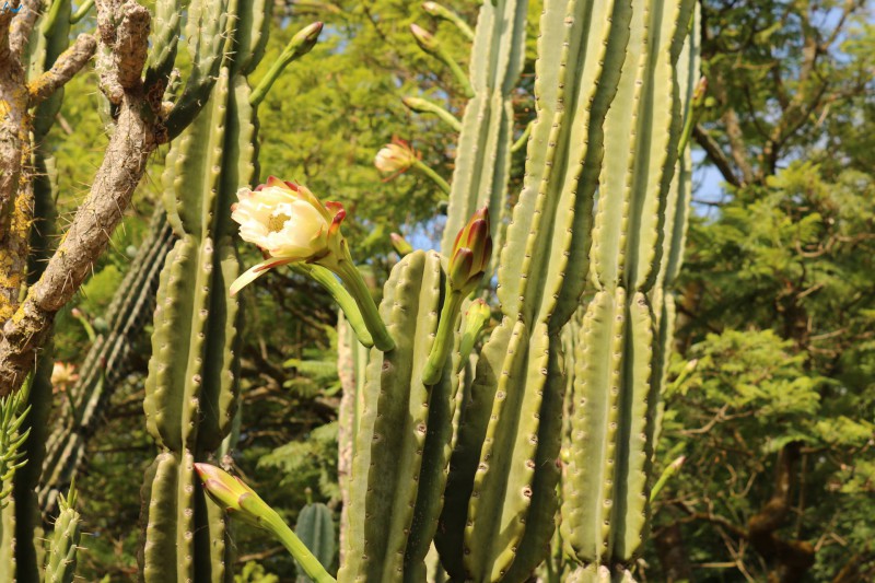 Flor del parque botánico de Porto