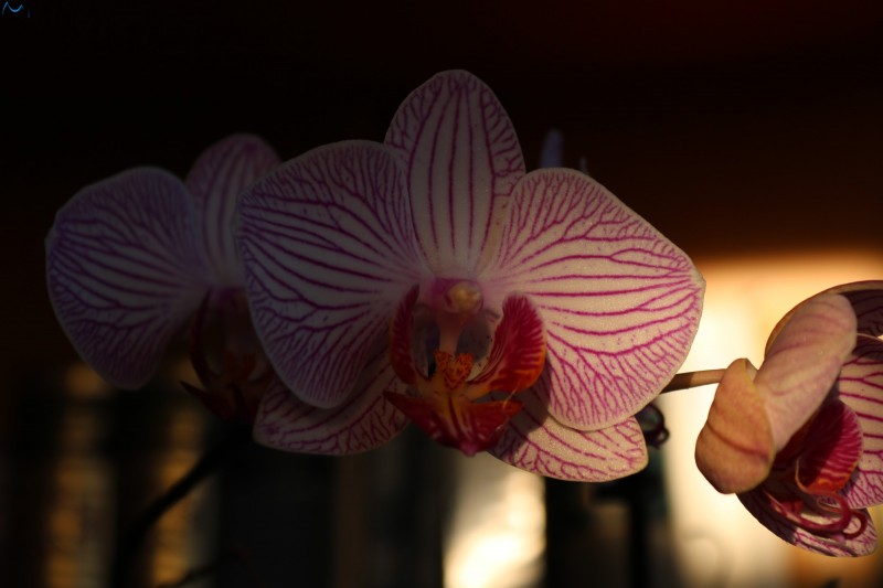 Llega la primavera en diciembre