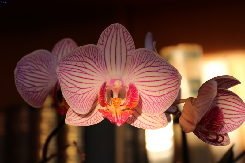 Llega la primavera en diciembre