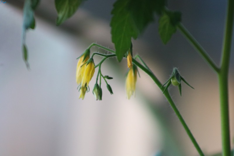 Tomate plantado en la terraza