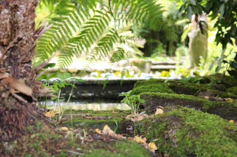 Naturaleza zoom y difuminado