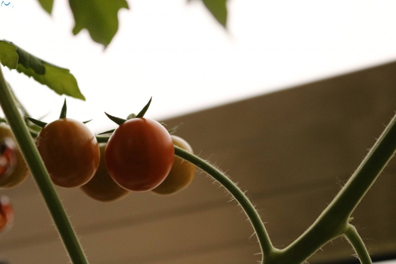 Crece solo con echarle agua