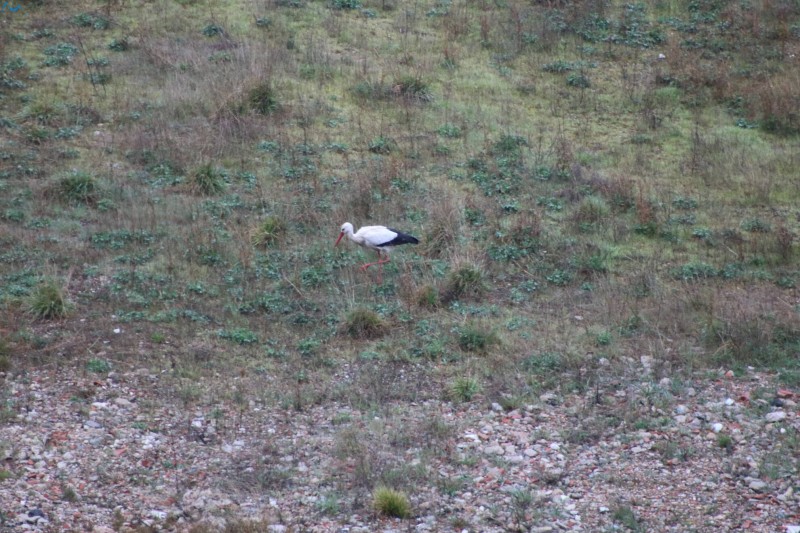 Cigüeña en el antiguo hospital