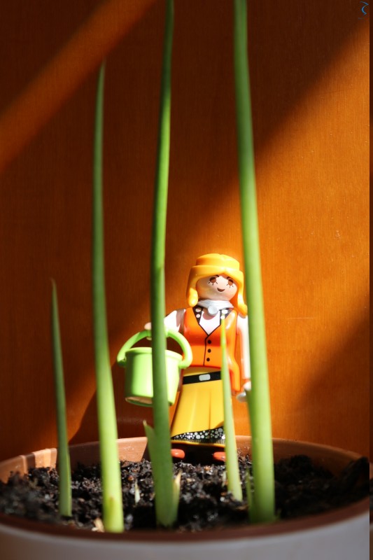 Iluminación sobre la planta