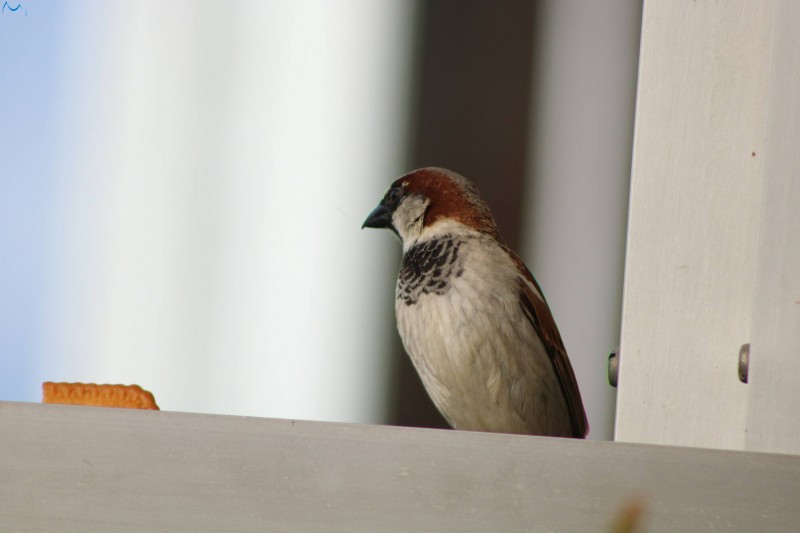 Posar antes de comer