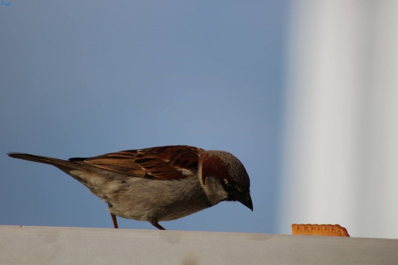 Posar antes de comer