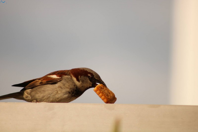 Posar antes de comer
