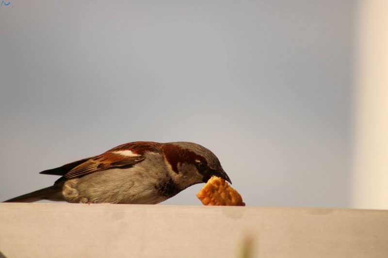 Posar antes de comer
