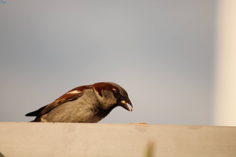 Posar antes de comer