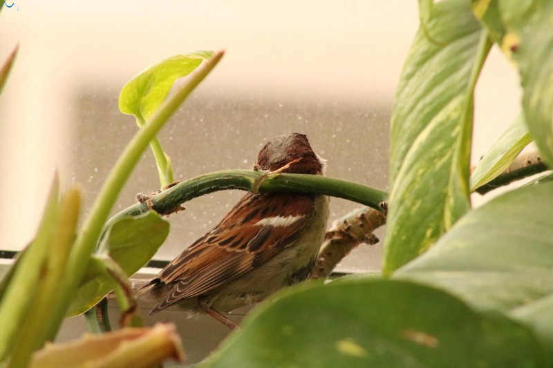 Me colé en tu terraza