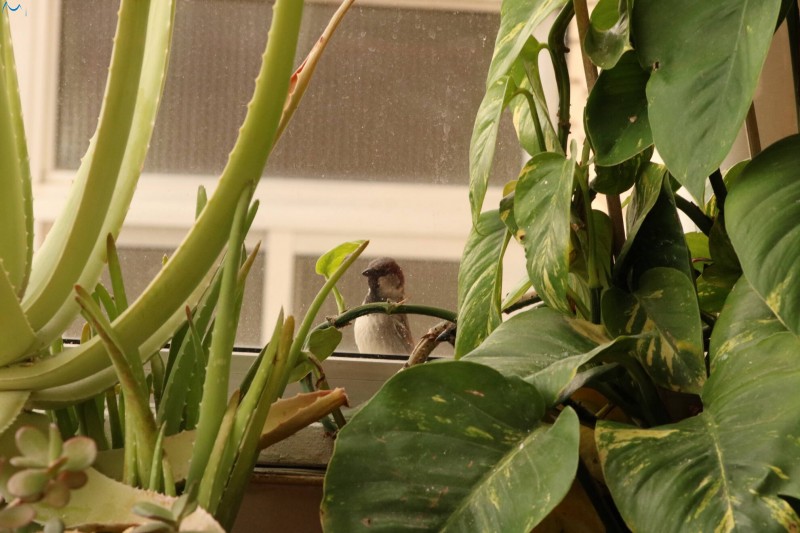 Me colé en tu terraza