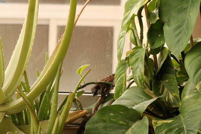 Me colé en tu terraza