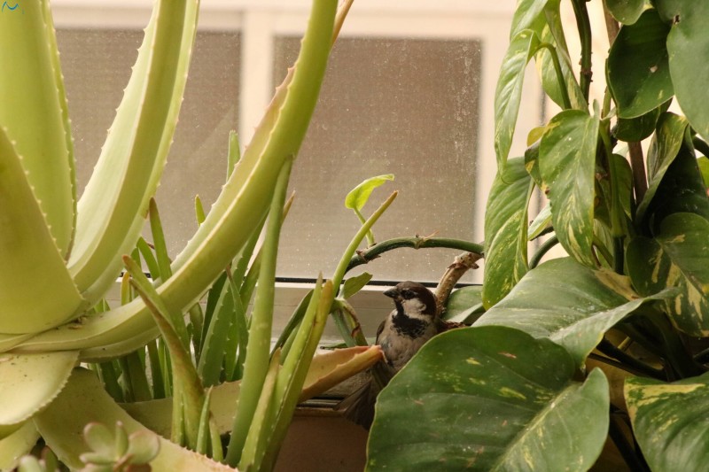 Me colé en tu terraza