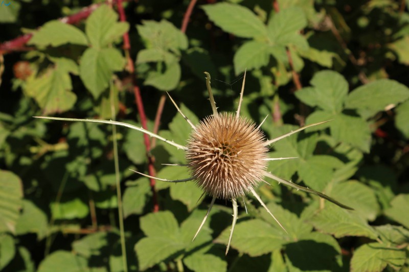 Naturaleza en Sotopalacios