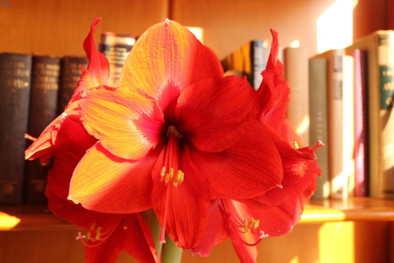 Florece en casa frontal