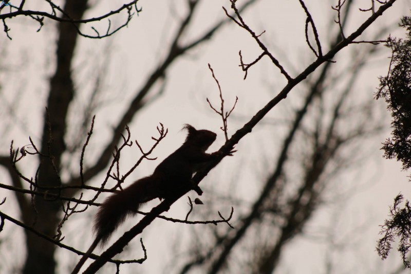Ardilla en Burgos