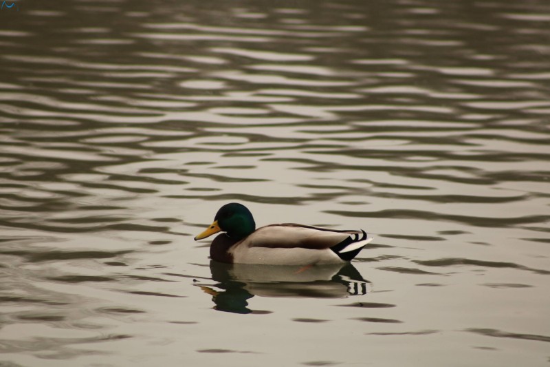 Patos en Fuentes Blancas