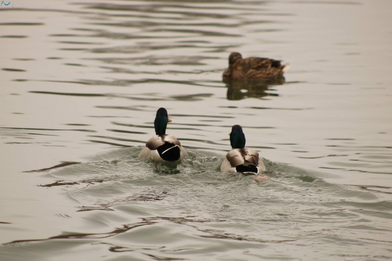 Patos en Fuentes Blancas