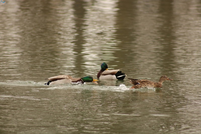 Patos en Fuentes Blancas