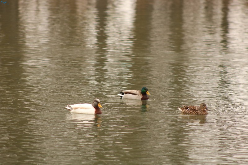 Patos en Fuentes Blancas