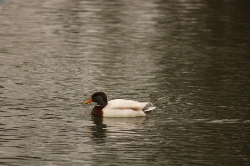 Patos en Fuentes Blancas