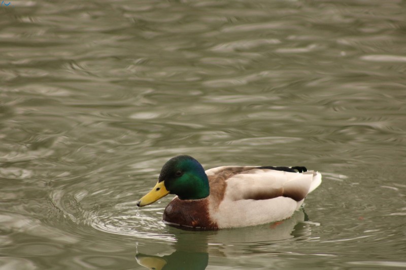 Patos en Fuentes Blancas