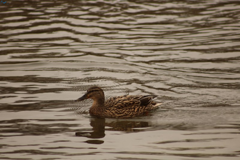 Patos en Fuentes Blancas