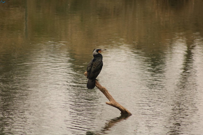 Cormorán en Fuentes Blancas