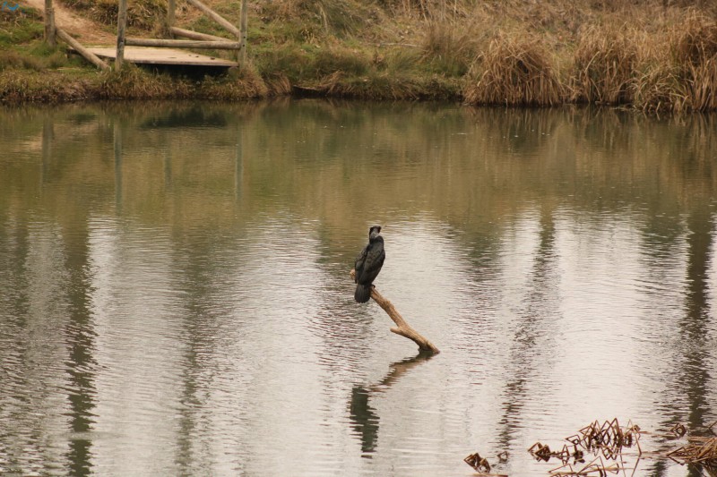 Cormorán en Fuentes Blancas