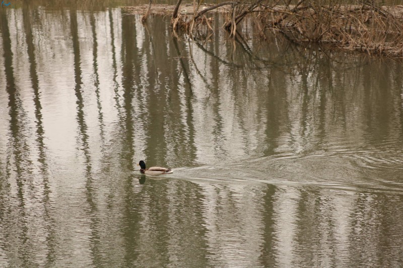 Patos en Fuentes Blancas