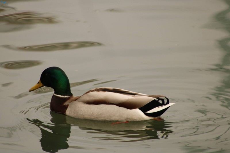 Patos en Fuentes Blancas