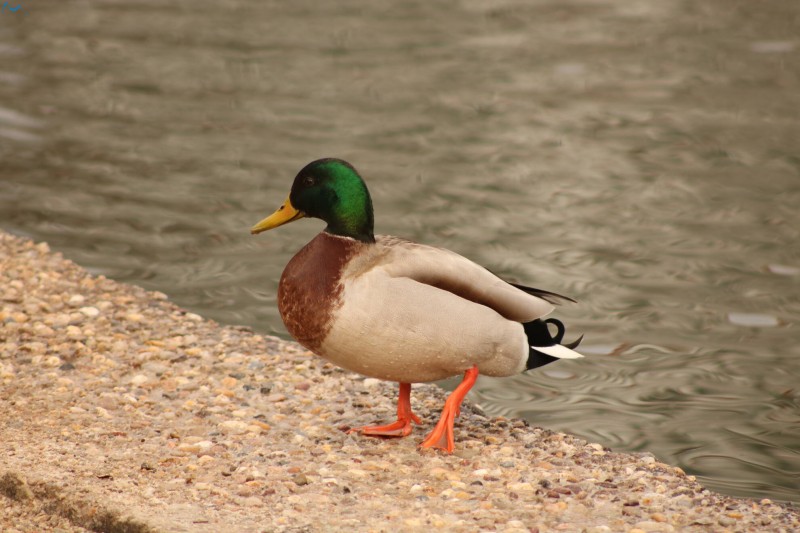 Patos en Fuentes Blancas
