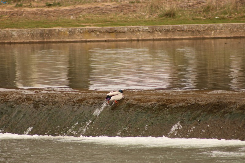 Patos en Fuentes Blancas
