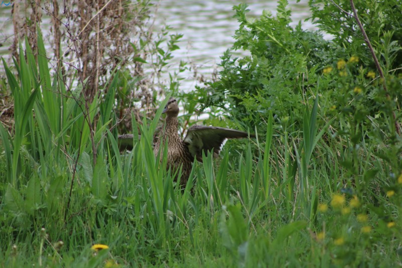 Patos en Fuentes Blancas