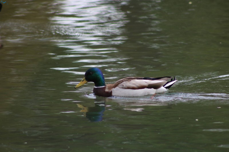 Patos en Fuentes Blancas