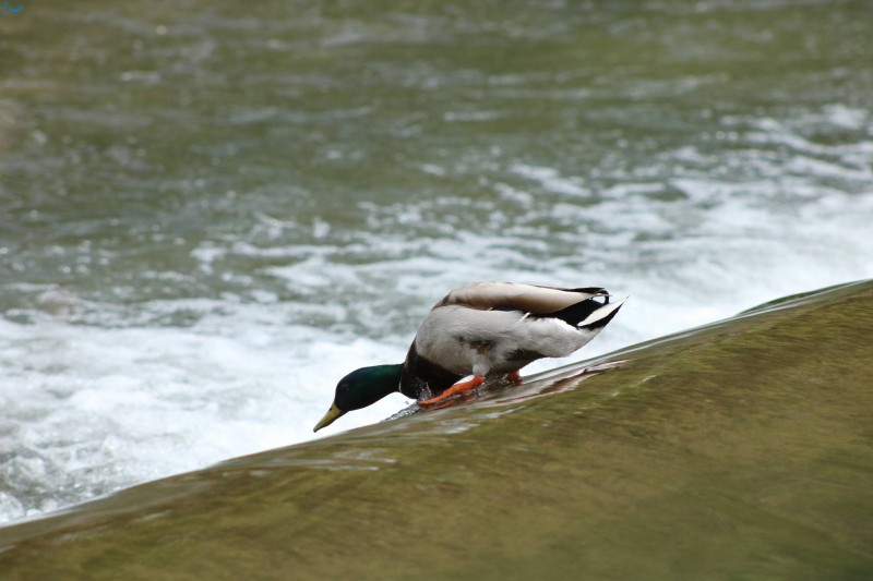 Patos en Fuentes Blancas