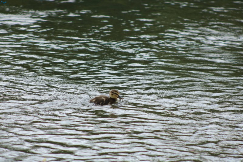 Patos en Fuentes Blancas