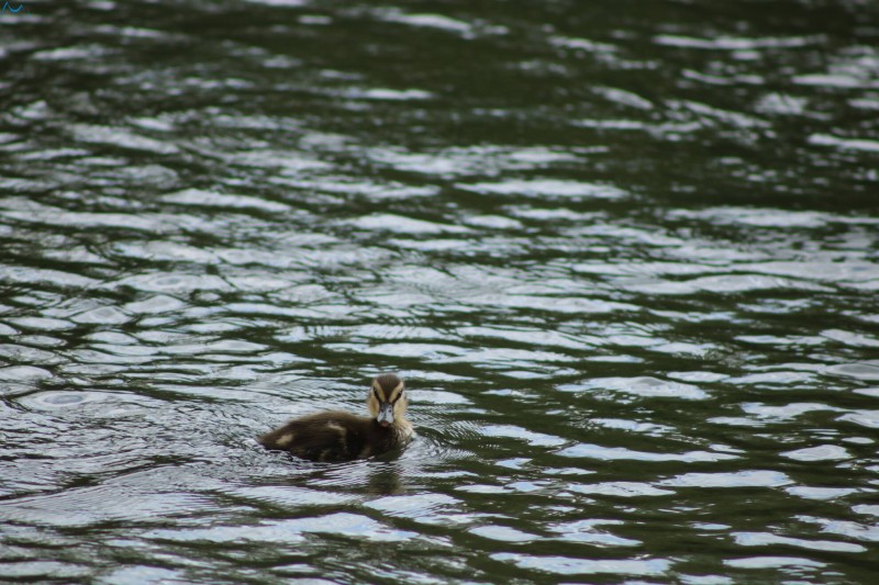Patos en Fuentes Blancas