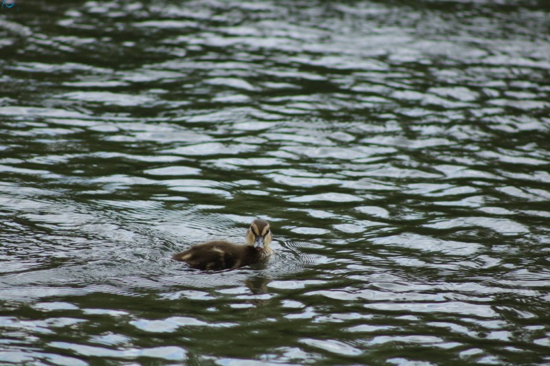 Patos en Fuentes Blancas